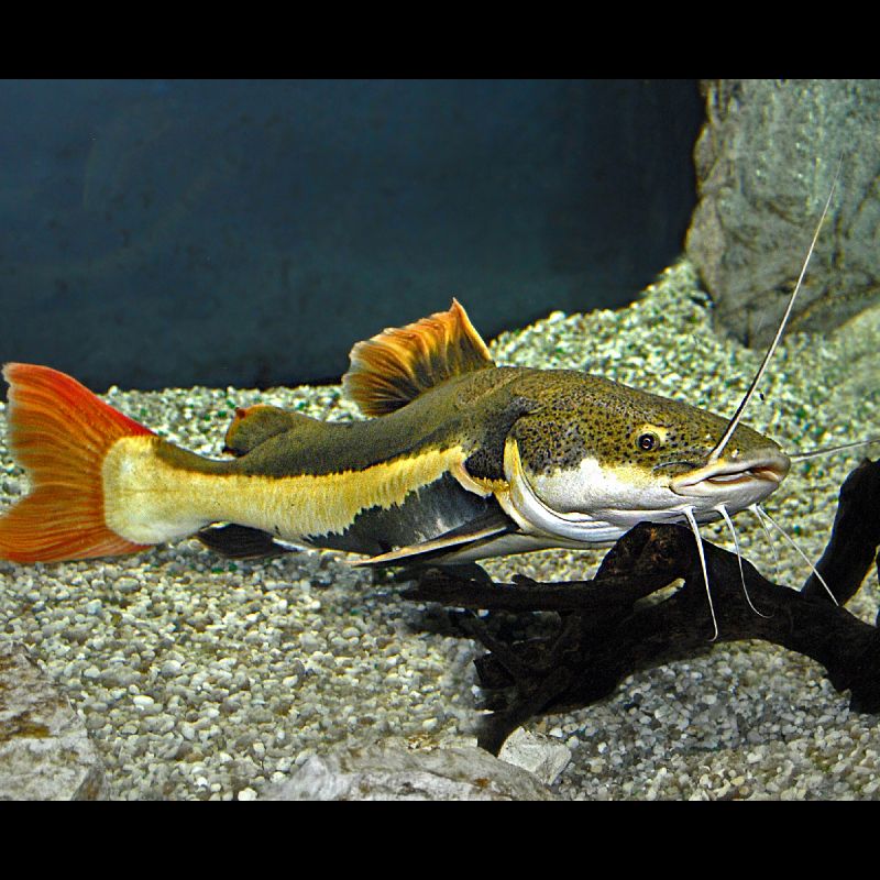 Phractocephalus Hemioliopterus Aquariofilcom