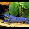 Écrevisse Bleue électrique - Procambarus Alleni 6-8 cm 