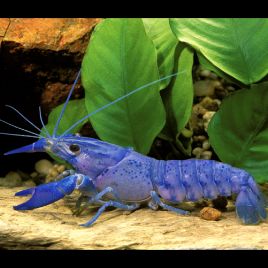 Écrevisse Bleue électrique - Procambarus Alleni 4-6cm 