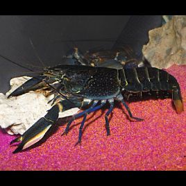 Écrevisse bleue tigrée - Cherax albertisii 8-10cm lot de 2 24,00 €