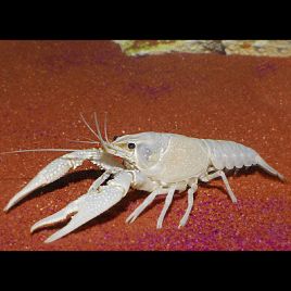 Écrevisse blanches - Cherax quadricarinatus  5-6cm lot de 2