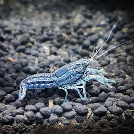 Écrevisse Cambarellus texanus 2-3cm