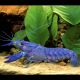 Écrevisse Bleue électrique - Procambarus Alleni 4-6cm lot de 2 27,50 €