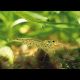 Caridina Japonica - Crevette Japonica XL (3.5cm ou plus) lot de 10 37,50 €