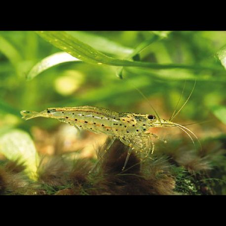 Caridina Japonica - Crevette Japonica XL (3.5cm ou plus) lot de 10 37,50 €
