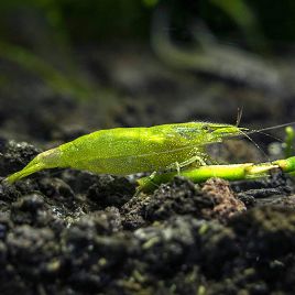 Crevettes vertes des Indes - Caridina Babaulti lot de 8