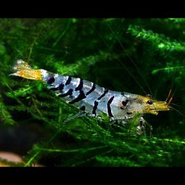 Crevette - Tiger-Crevette Caridina tigrée 1-2cm lot de 10* 67,50 €