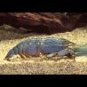 filtreuse géante du Gabon - Atya Gabonensis 4-6cm lot de 2 