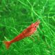 Crevettes red cherry - Neocaridina Heteropoda 2,50 €