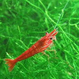 Crevettes red cherry - Neocaridina Heteropoda