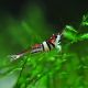 Caridina spongicola - Towoti beauty * 9,50 €