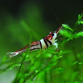 Crevettes Caridina spongicola - Towoti beauty *