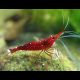 Crevettes Caridina Dennerli - Matano à points bleus *