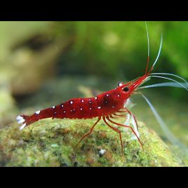 Crevettes Caridina Dennerli - Matano à points bleus *