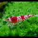 Crevettes red crystal  - Caridina Cantonensis  