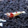 Crevettes Caridina Red Crystal grade S lot de 11* 