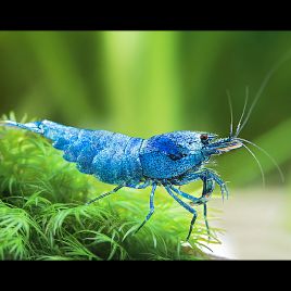 Caridina cantonensis var. Blue Bolt