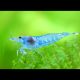 Neocaridina davidi Blue Jelly  3,50 €