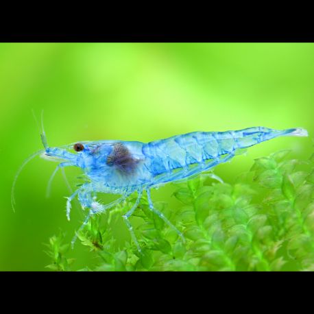 Neocaridina davidi Blue Jelly  3,50 €