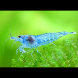 Neocaridina davidi Blue Jelly lot de 5