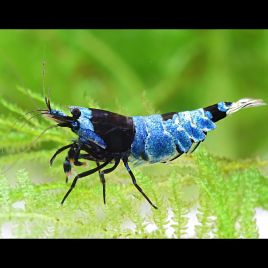 Caridina cf. cantonensis - Blue Panda