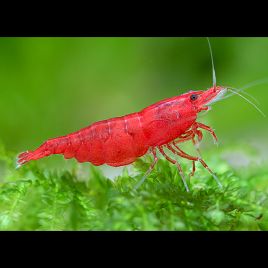 Neocaridina davidi Sakura