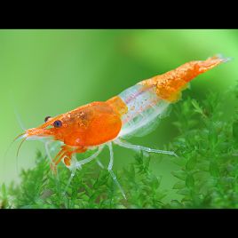 Neocaridina Denticulata Orange Rili lot de 4