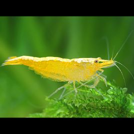 Neocaridina Denticulata Yellow Top lot de 5 25,00 €