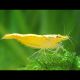 Neocaridina Denticulata Yellow Top