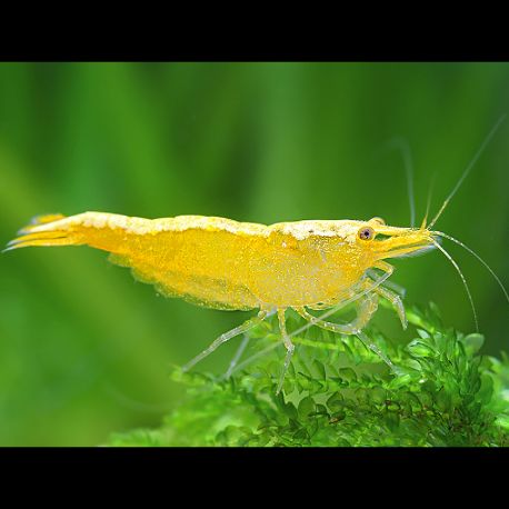 Neocaridina Denticulata Yellow Top lot de 10 47,50 €