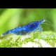 Neocaridina Davidi Blue velvet lot de 5 25,00 €