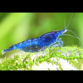 Neocaridina Davidi Blue velvet lot de 5