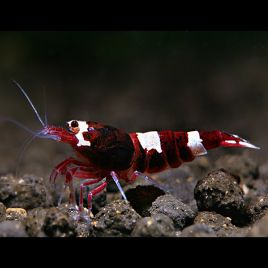 Caridina Cantonensis wine red lot de 2