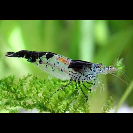 Neocaridina Denticulata carbon Rili lot de 10