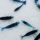 Crevette carbon blue Rili lot de 10 27,50 €
