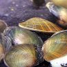 Moules filtreuses d'eau douce XL 8-10 cm