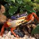 Cardiosoma Armatum - crabes Tricolors du Nigeria 5-7 cm