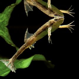 Hymenochirus Boettgeri - Grenouille Africaine 2-3cm 