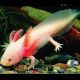 Axolotl Ambystoma mexicanum albinos 10 cm 28,50 €