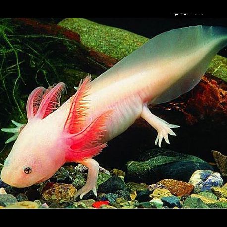 Axolotl Ambystoma mexicanum albinos 10 cm 28,50 €