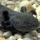Axolotl Ambystoma Mexicanum 8-10cm Brun/noir 1+1 OFFERT 27,50 €
