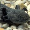 Axolotl Ambystoma Mexicanum 8-10cm Brun/noir 1+1 OFFERT
