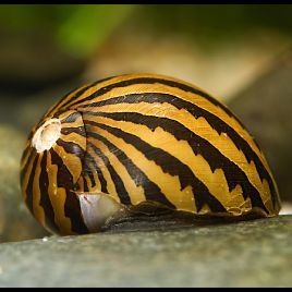 Neritina Turitta zébrés (escargots mangeur d'algues d'eau douce) lot de 50