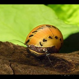 Neritina  semiconica / moucheté (escargots mangeur d'algues d'eau douce) lot de 3