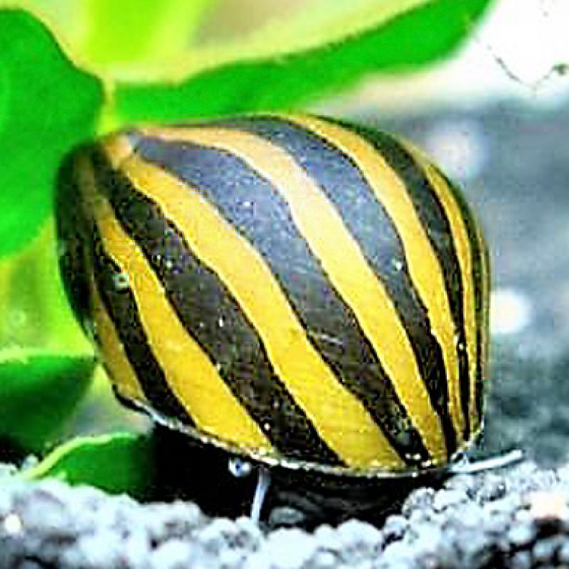 Poisson Mangeur D Escargot Aquarium Eau Douce