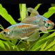 Tétras du Congo - Phenacogrammus Interruptus XL 6-8cm lot de 2 18,50 €