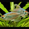 Tétras du Congo - Phenacogrammus Interruptus XL 6-8cm lot de 2