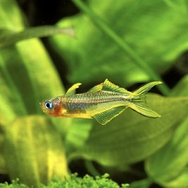 Popondetta Furcata - Pseudomugil furcatus  