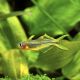 Popondetta Furcata - Pseudomugil furcatus lot de 5 19,50 €