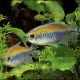 Tétras du Congo - Phenacogrammus Interruptus XL 6-8cm lot de 2 18,50 €